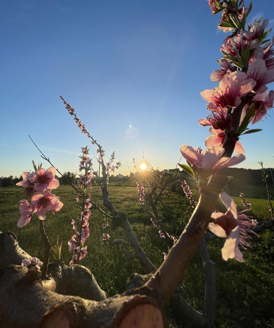 Agriturismo Le Grange Numana Dış mekan fotoğraf